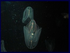 L'Oceanogràfic Oceanarium 064